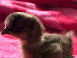 Chickens poultry Silkie chicks - Advert 1