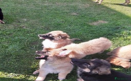 German Shepherd dogs for sale: Straight back gsd puppies  - Image 5