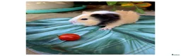 Guinea Pig rodents for sale: Baby Guinea Pigs for Sale! in Castleford - Advert 2