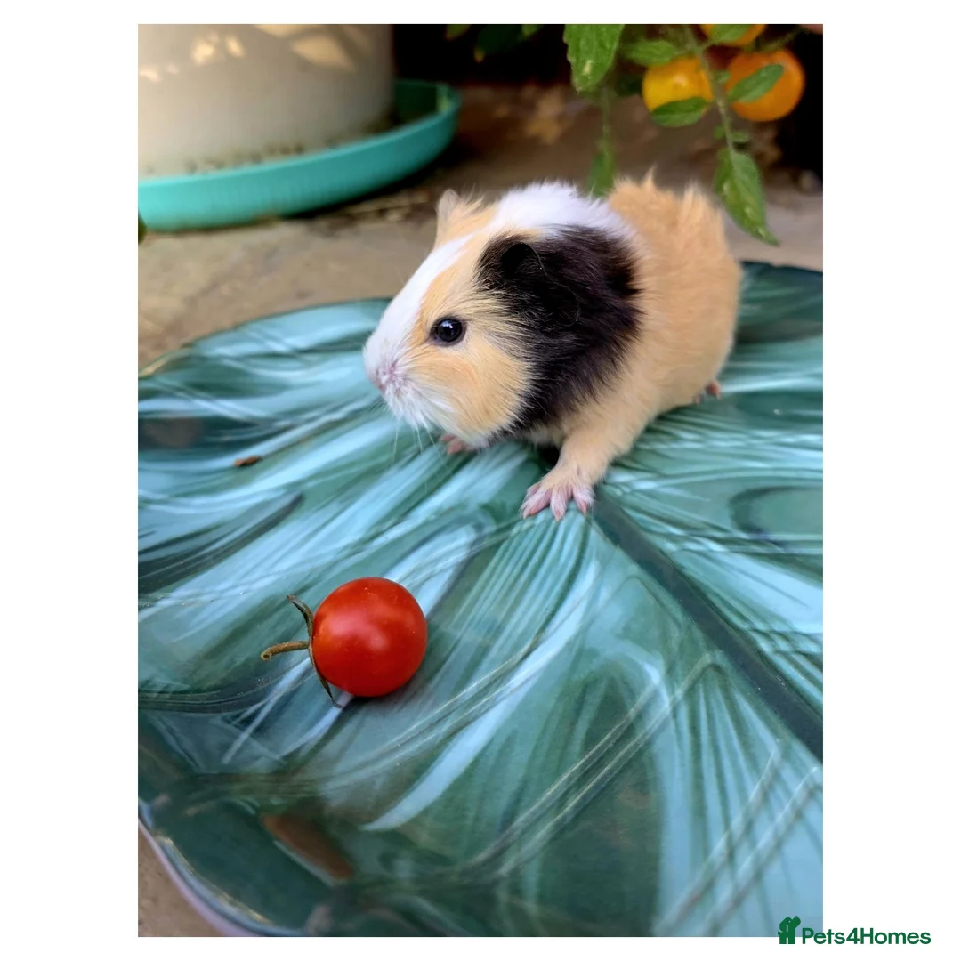 Guinea Pig rodents for sale: Baby Guinea Pigs for Sale! in Castleford - Advert 2