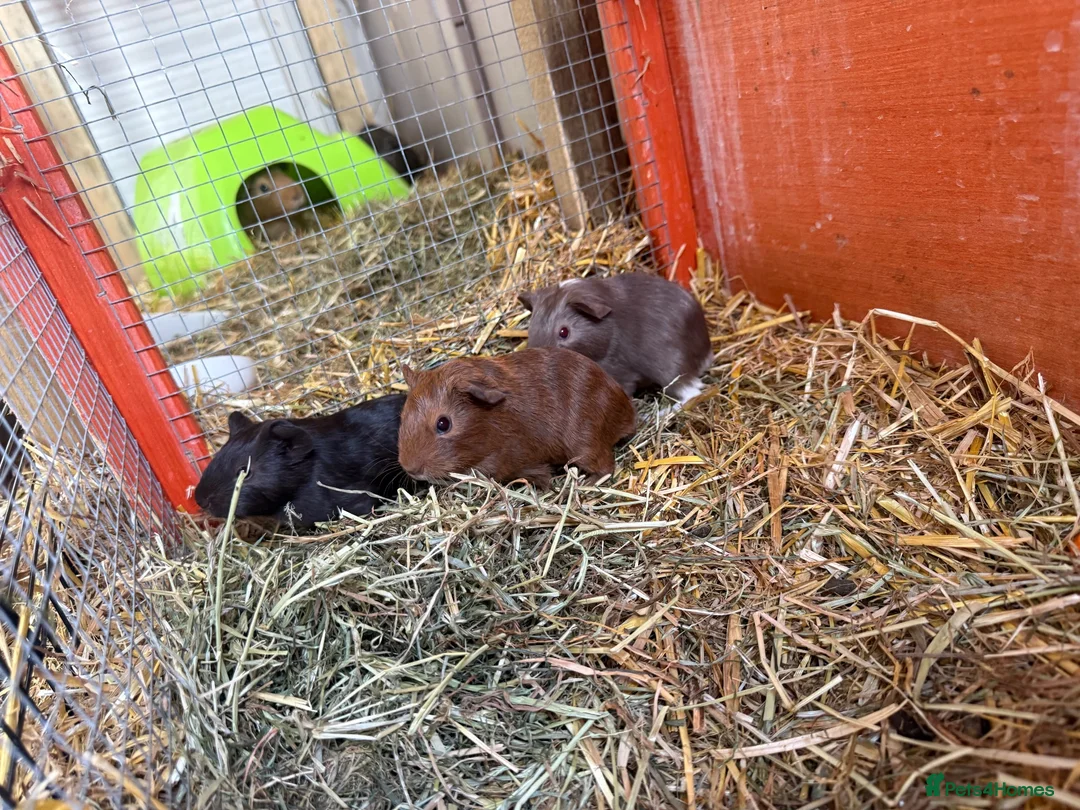 Guinea Pig rodents for sale: Male baby guinea pigs for sale  in Bolton - Advert 2