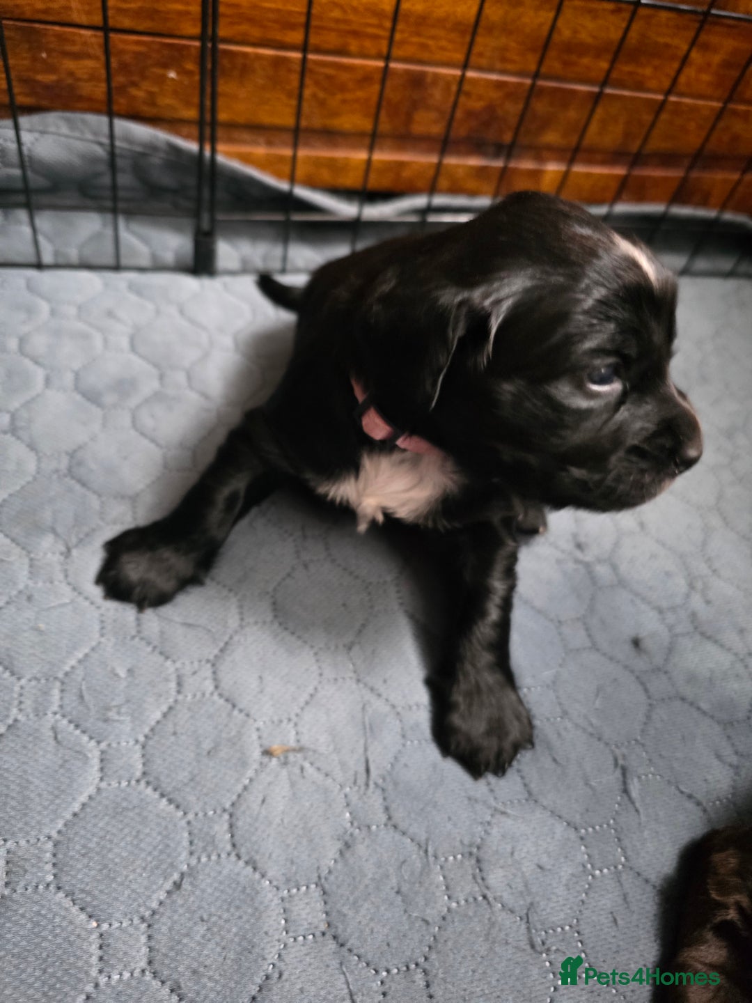 Cocker Spaniel dogs for sale: last puppy (girl) of the Working Cocker Spaniel - Advert 38