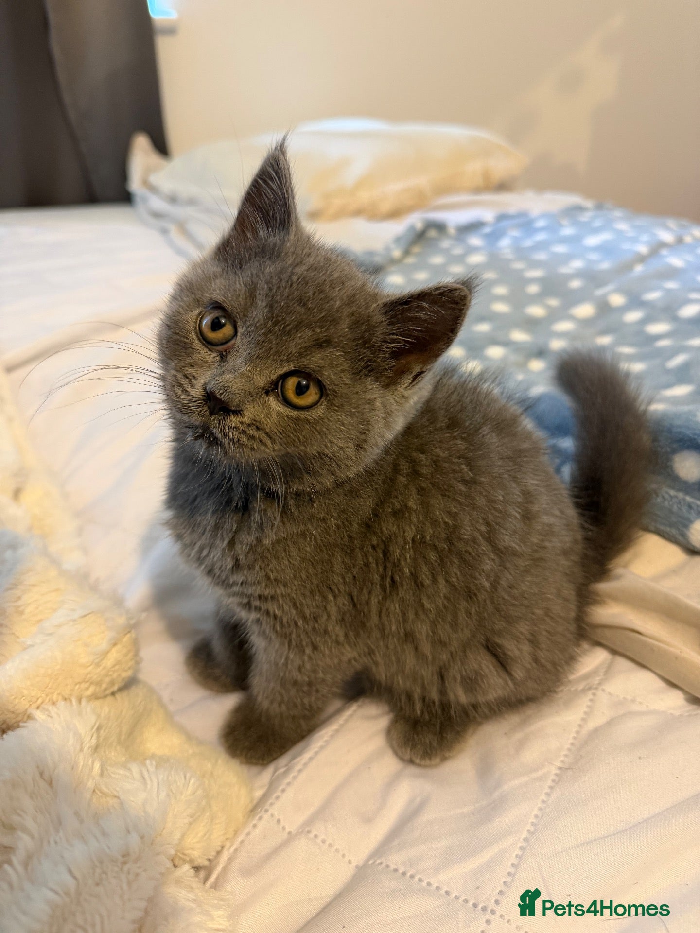 British Shorthair cats British shorthair kitten for sale - Advert 1