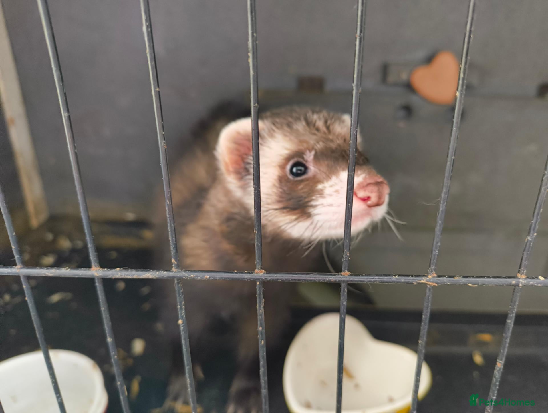 Ferret rodents Ferret looking for a loving new home 🦦❤️ - Advert 5