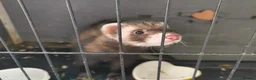 Ferret rodents for sale: Ferret looking for a loving new home 🦦❤️ in Hebden Bridge - Advert 1