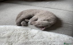 British Shorthair cats for sale: GCCF Female Lilac British Shorthair Kittens  - Image 21