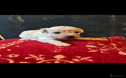 Mixed Breed dogs for sale: Gorgeous Bichon Frise x Maltese Puppies - Image 18