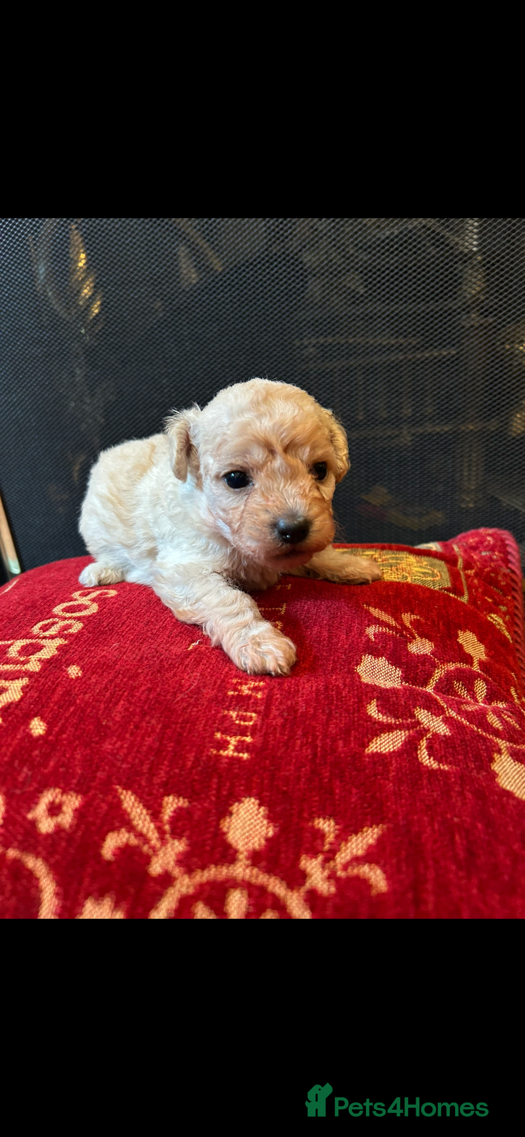 Mixed Breed dogs for sale: Gorgeous Bichon Frise x Maltese Puppies - Image 18
