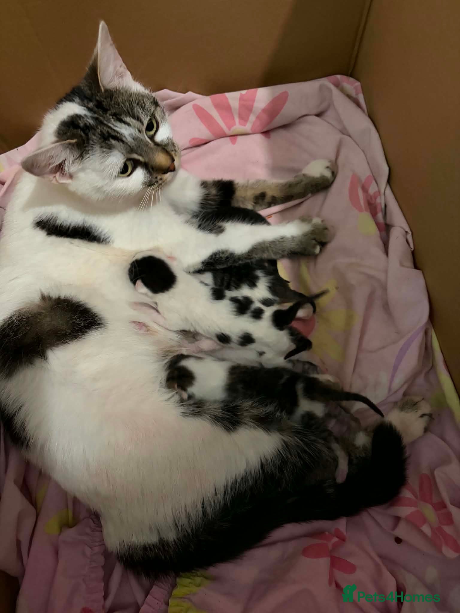 Domestic Shorthair cats Kittens - Advert 6