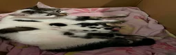 Domestic Shorthair cats for sale: Kittens in Cwmbran - Advert 1