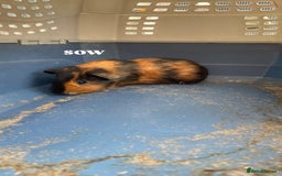 Guinea Pig rodents for sale: 4 baby guinea pigs & 2 adult males for sale! - Image 2
