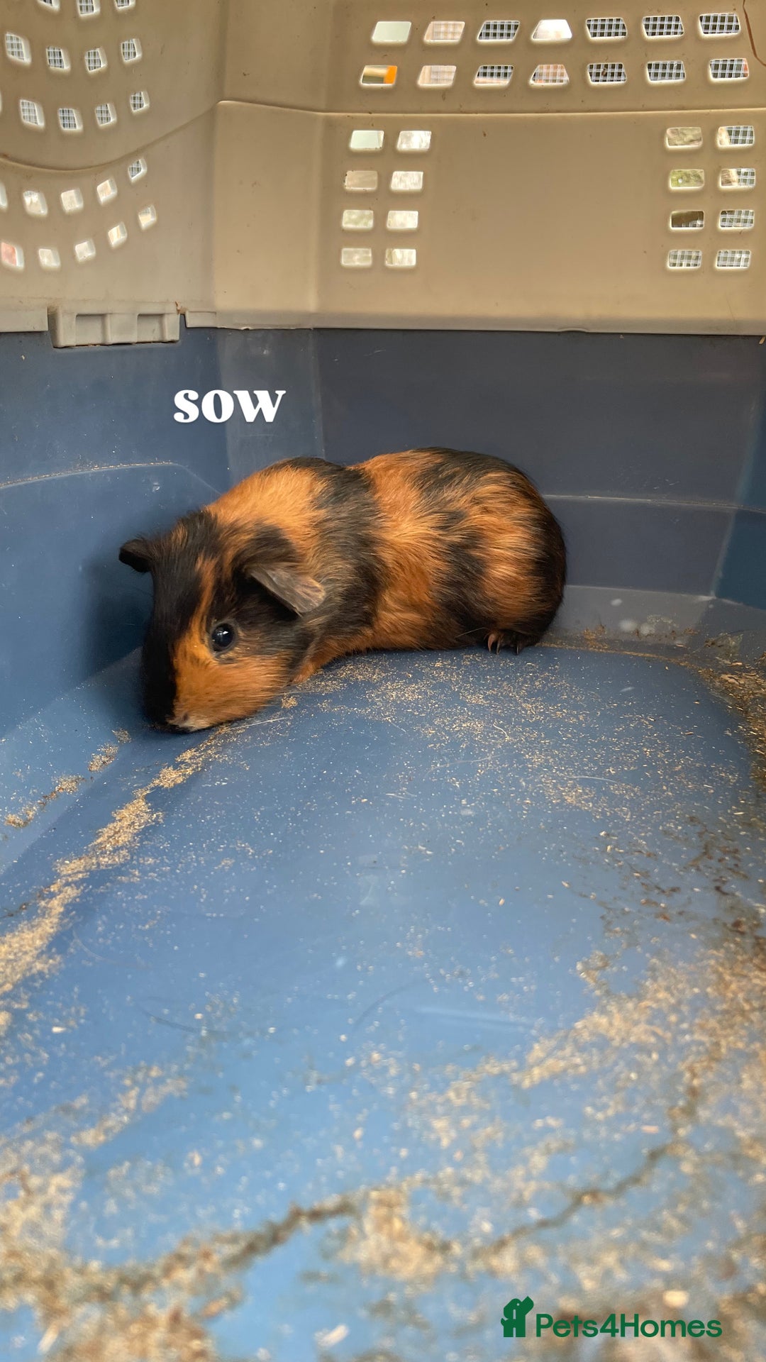 Guinea Pig rodents for sale: 4 baby guinea pigs & 2 adult males for sale! - Image 2