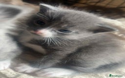 Mixed Breed cats for sale: Half russian blue - Image 4