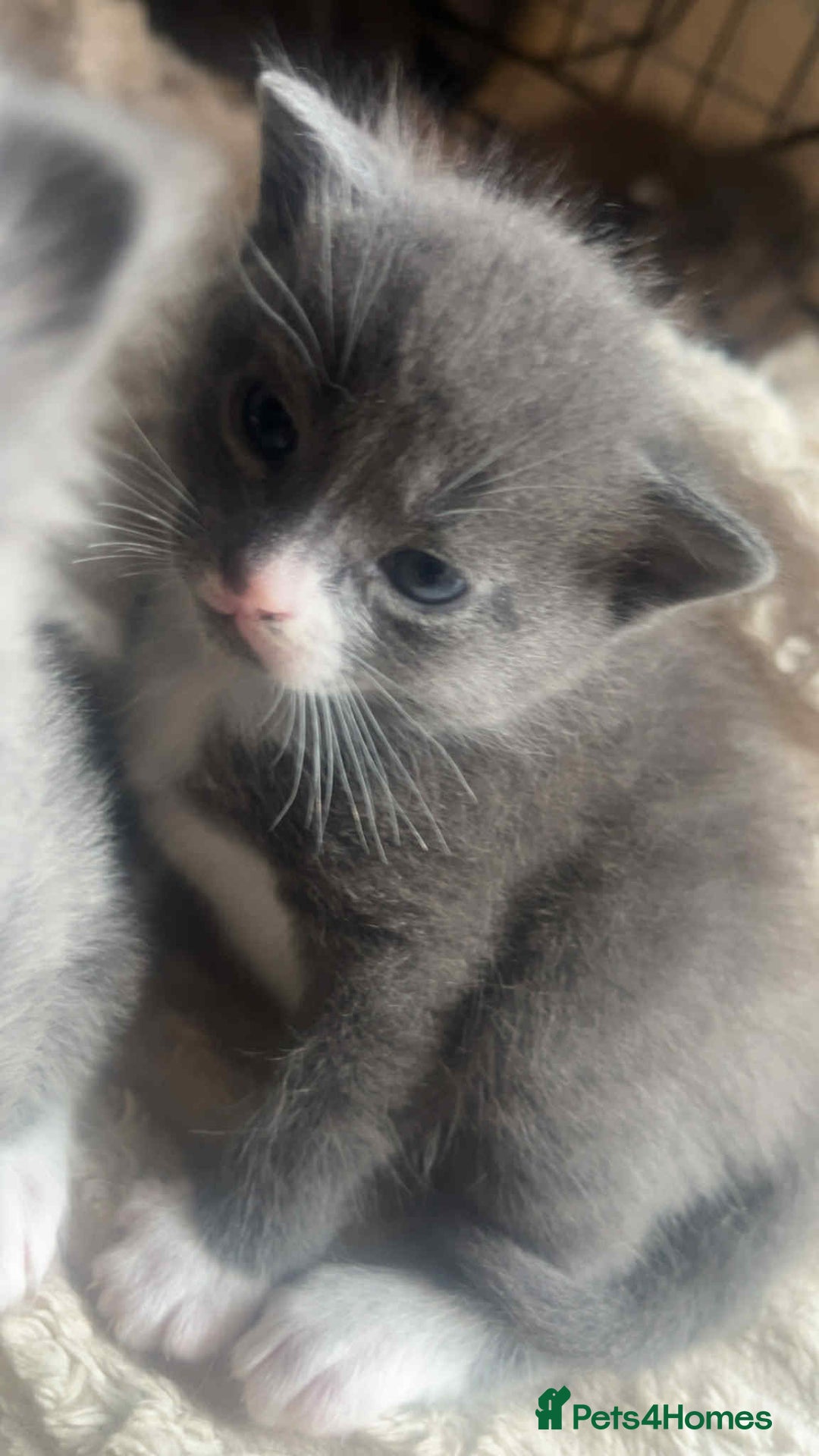 Mixed Breed cats for sale: Half russian blue - Image 4