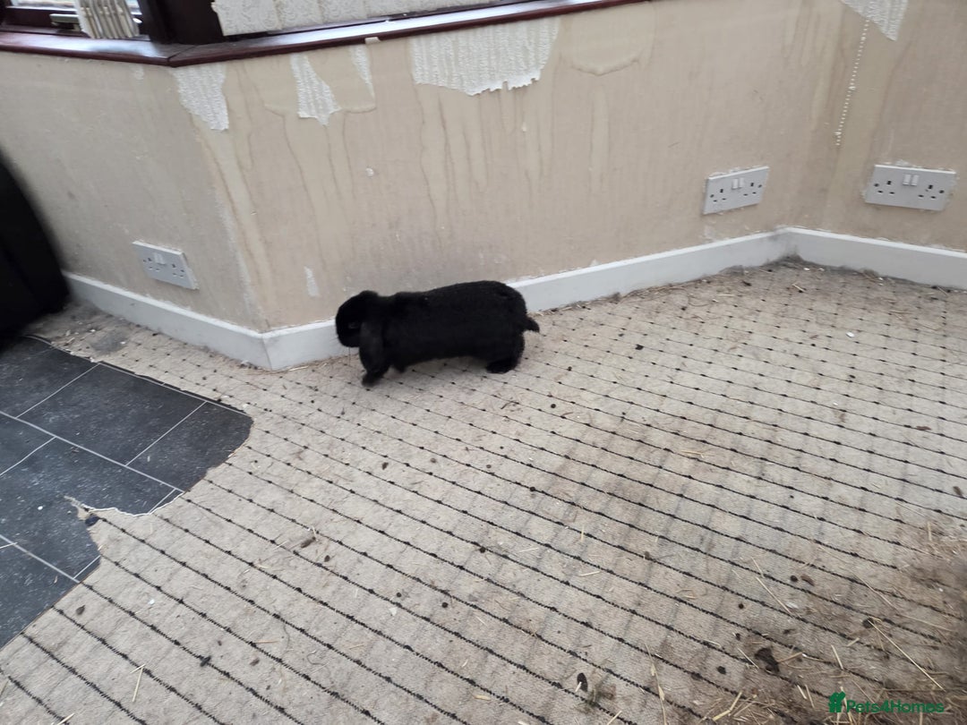 Mini Lop rabbits for sale: Pure bred Mini hop - Image 4