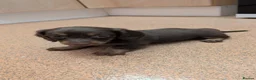 Miniature Dachshund dogs for sale: Miniature dashaund  - Advert 27