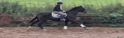Irish Thoroughbred horses for sale: Tall, dark and handsome ‘Gavin’ in Newport - Advert 4