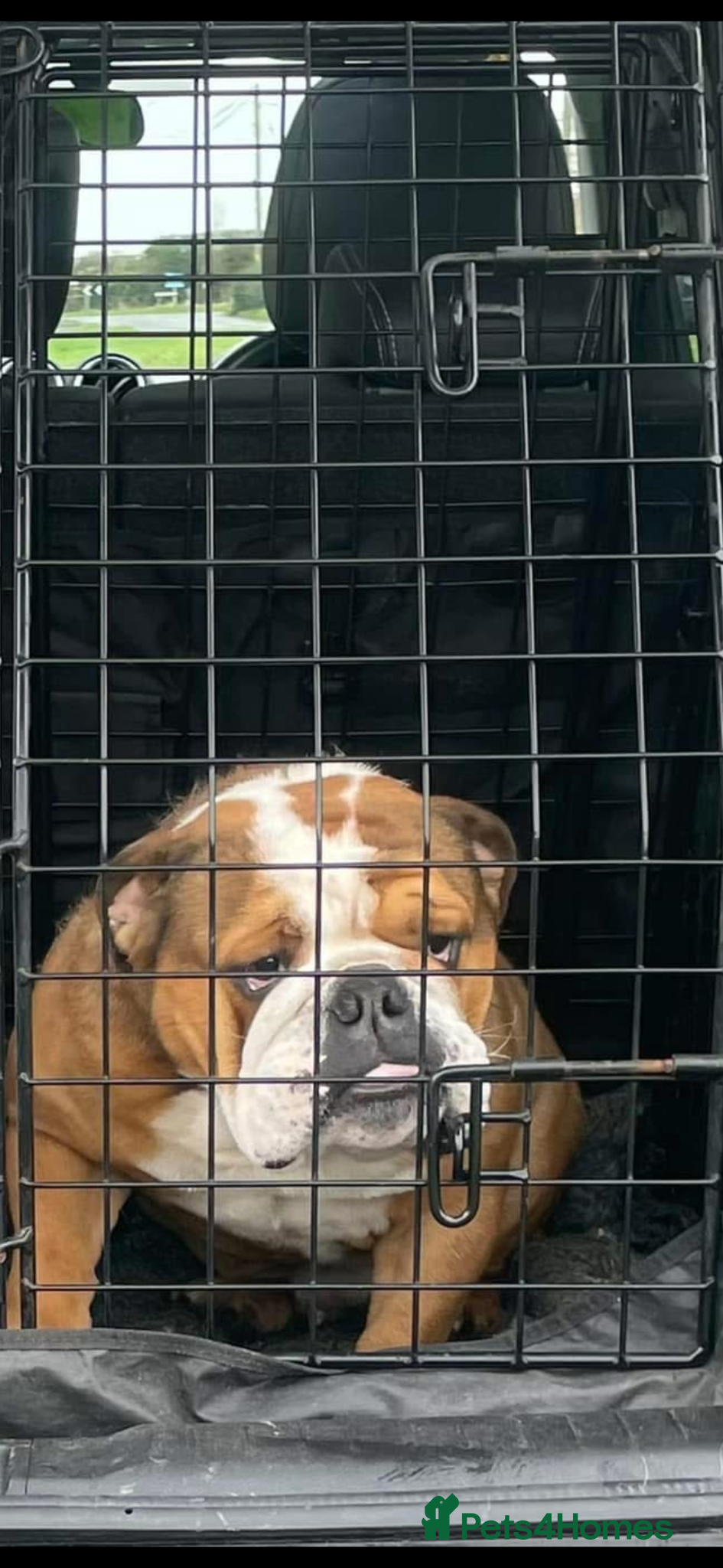 English Bulldog dogs Meet Walter our stunning Kc boy  - Advert 1