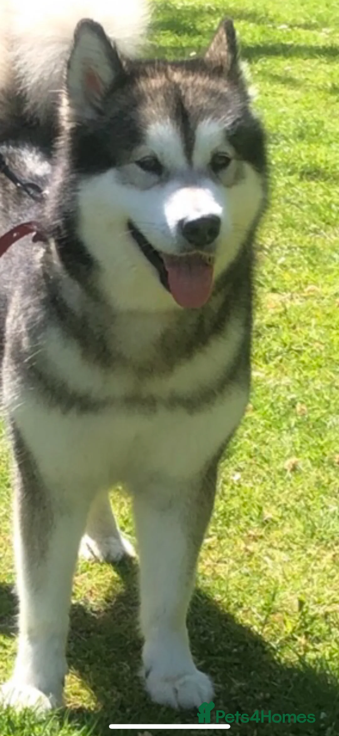Alaskan Malamute dogs for sale: Alaskan Malamute puppies  in Sittingbourne - Advert 6