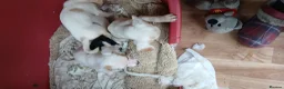 Jack Russell dogs for sale: Jack russell puppys - Advert 4