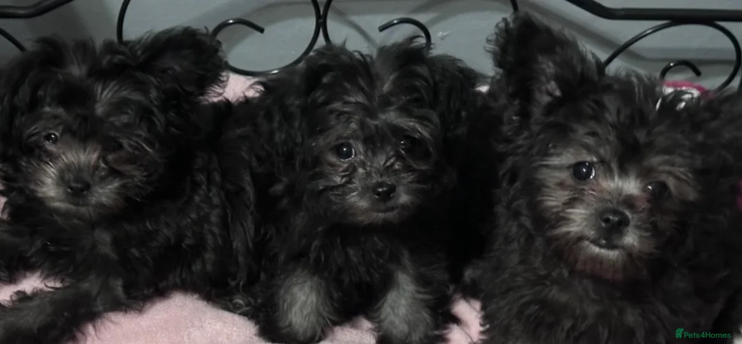 Chipoo dogs for sale: For sale 2 stunning female Chipoo’s - Advert 6