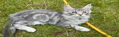 Maine Coon 1 Blue Collar