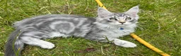 Maine Coon cats for sale: Adorable Maine Coon Kittens - Advert 20