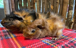 Guinea Pig rodents for sale: Beautiful pairs of male Abyssinian guinea pigs - Image 10