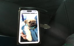 Mixed Breed dogs for sale: Reluctantly For Sale. - Image 1