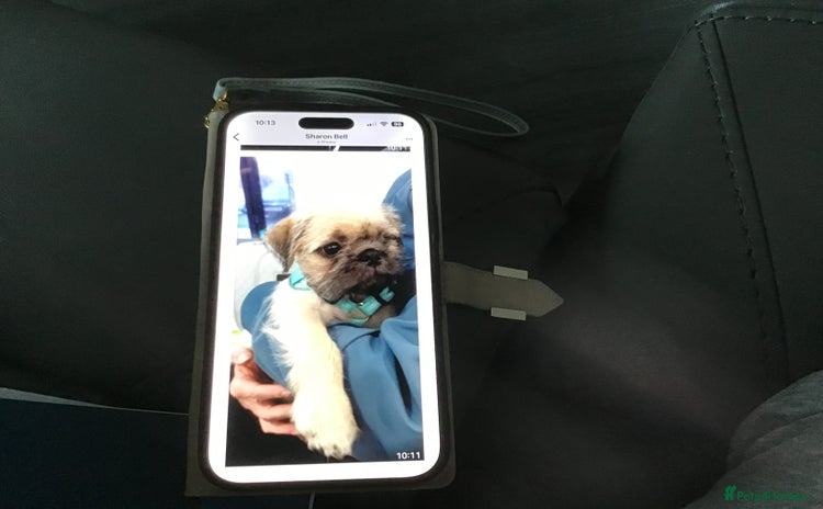 Mixed Breed dogs - Advert 6