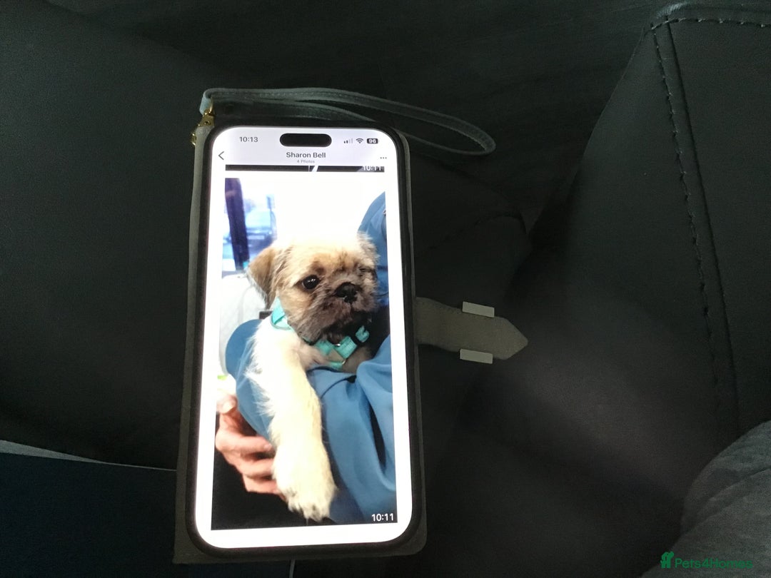 Mixed Breed dogs for sale: Reluctantly For Sale. - Image 1