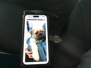 Mixed Breed dogs for sale - Advert 1