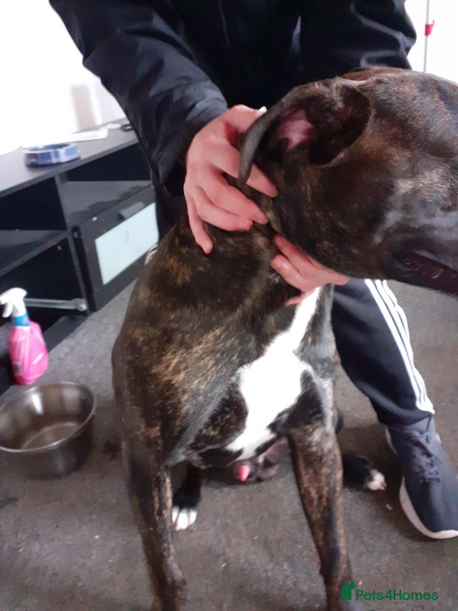 Presa Canario dogs Tyson - Advert 11
