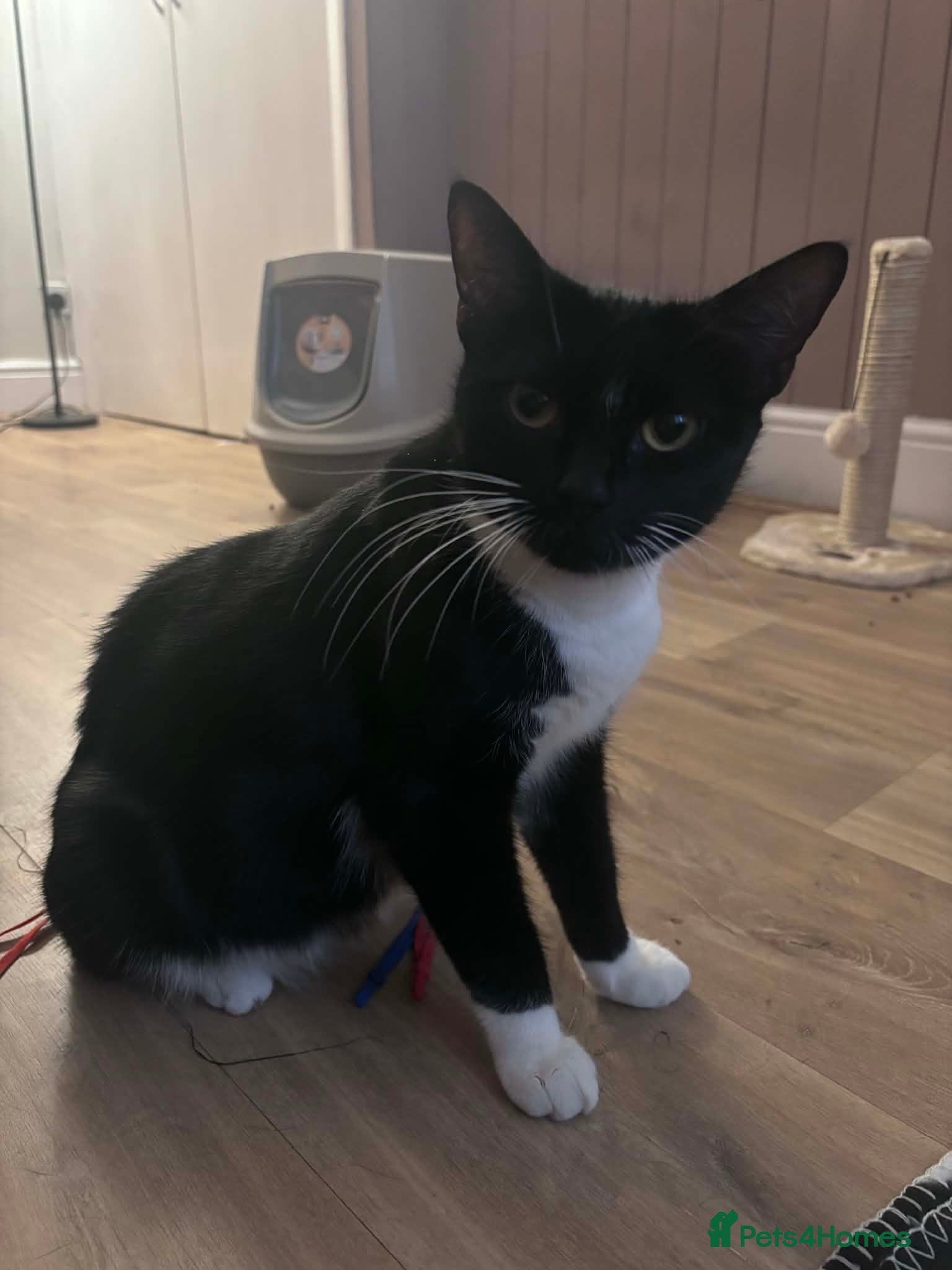 Mixed Breed cats Athena’s Babies  - Advert 1