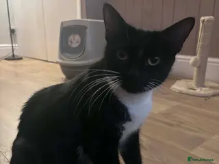 Mixed Breed cats Athena’s Babies - Advert 1