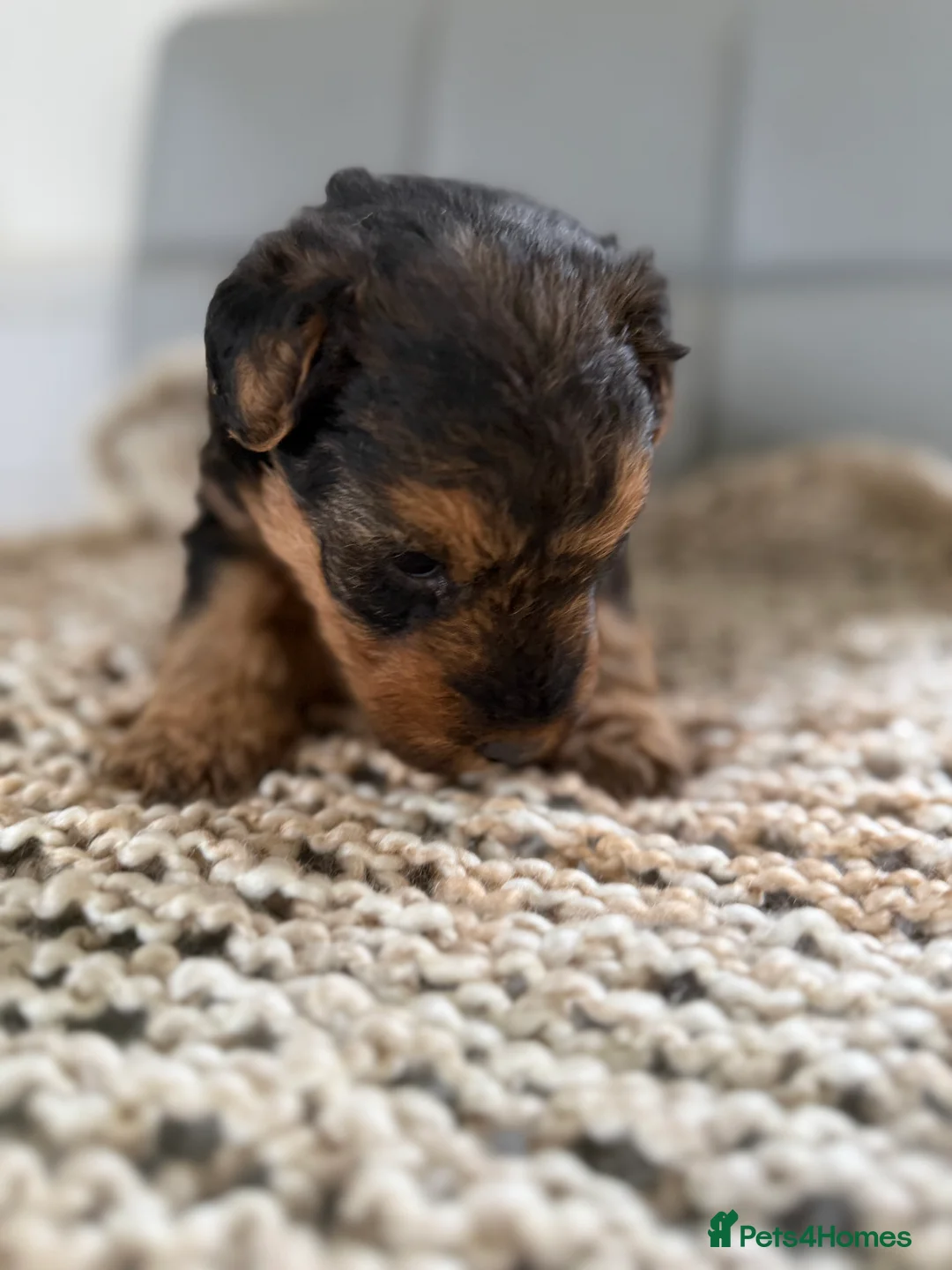Welsh Terrier dogs for sale: Kc registered Welsh Terriers - Advert 7