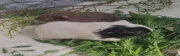 Guinea Pig rodents for sale: SOLD.     Bonded pair of female guinea pigs  - Advert 10