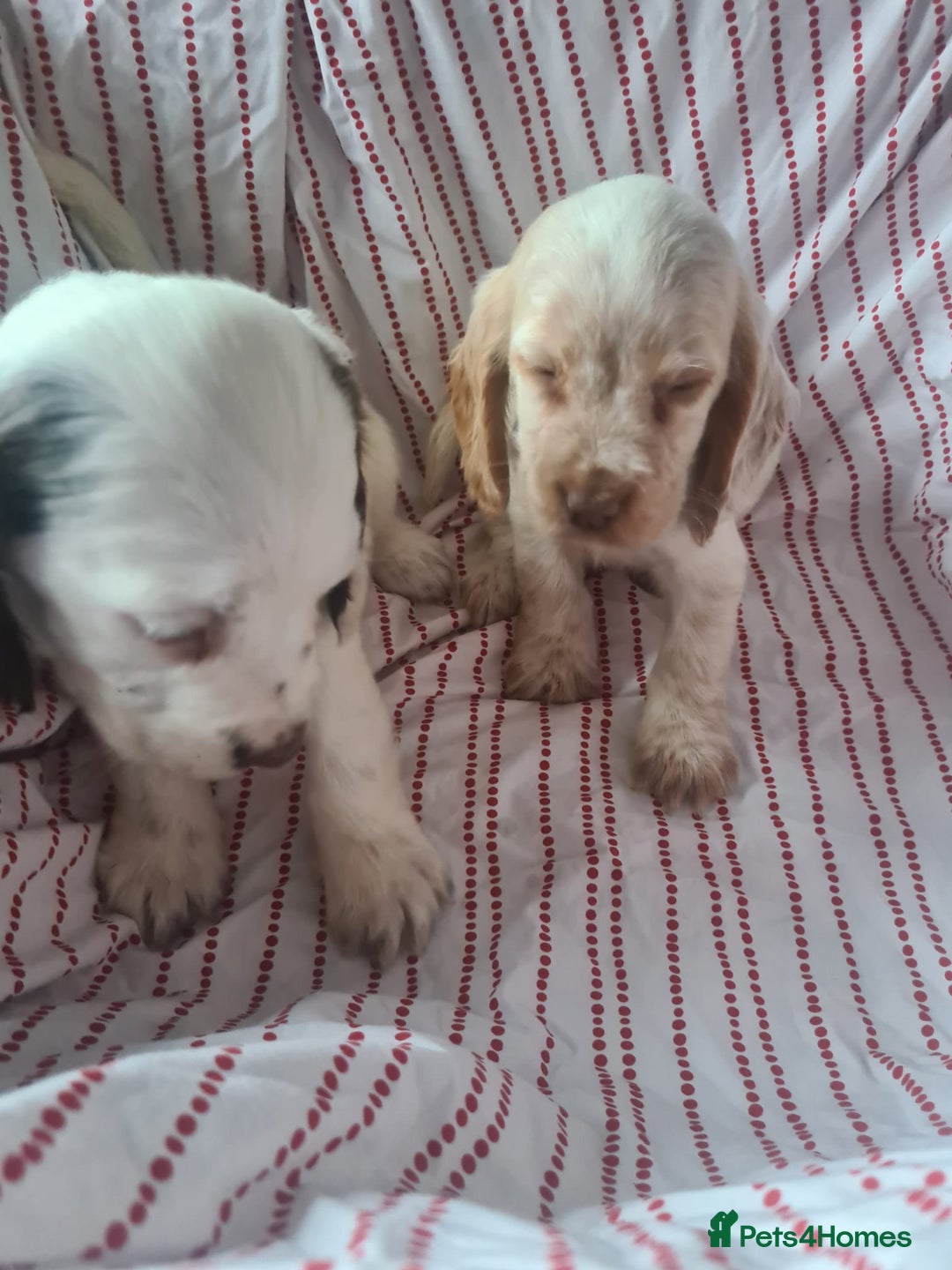 Cocker Spaniel dogs for sale: Cocker spaniel puppies | Mixed colours | 6 total - Advert 3