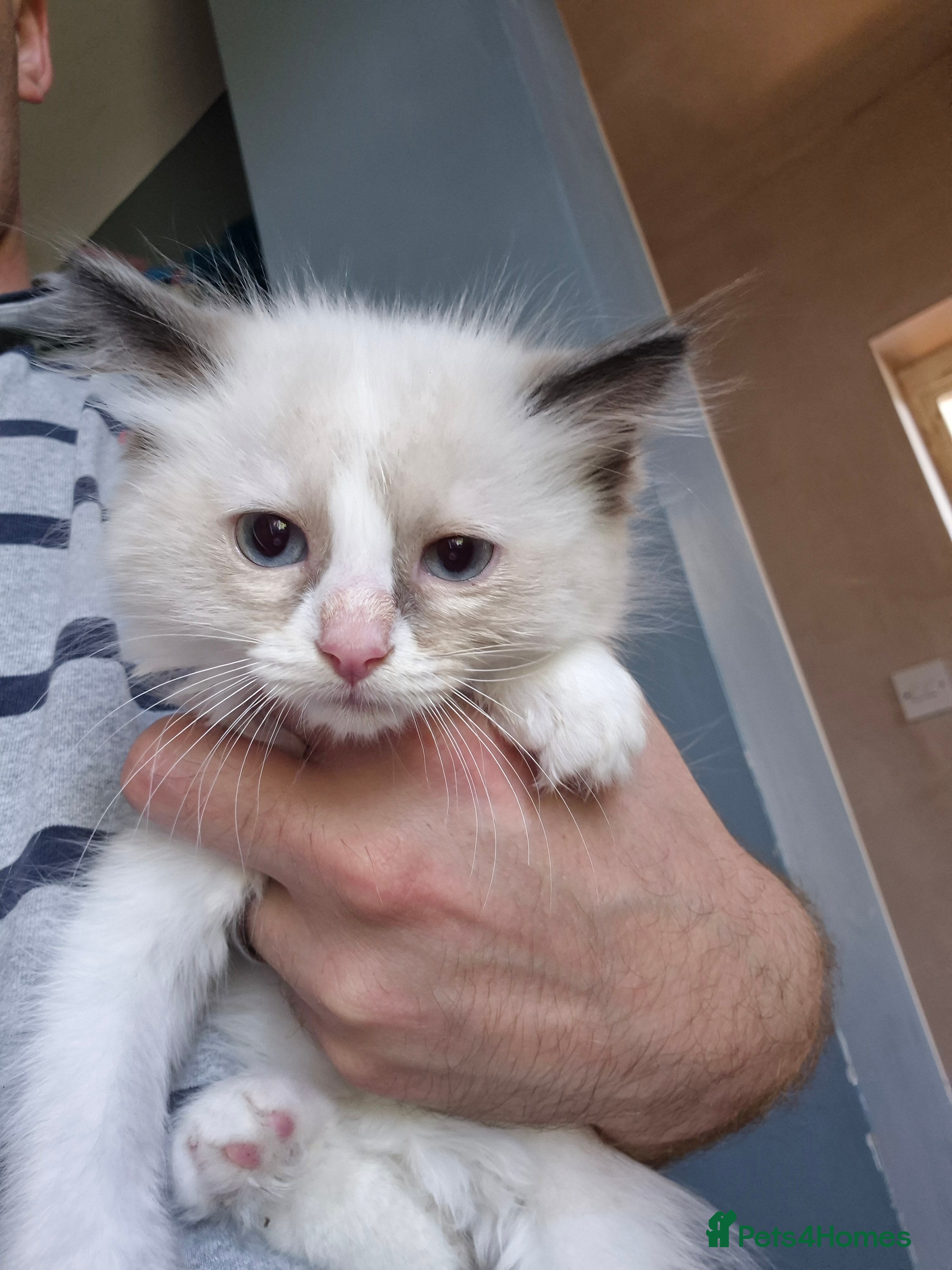 Ragdoll cats Beautiful Bi-Colour Ragdoll's - Advert 2