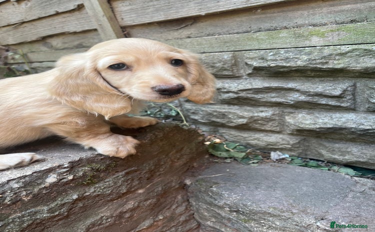Miniature Dachshund dogs - Advert 1