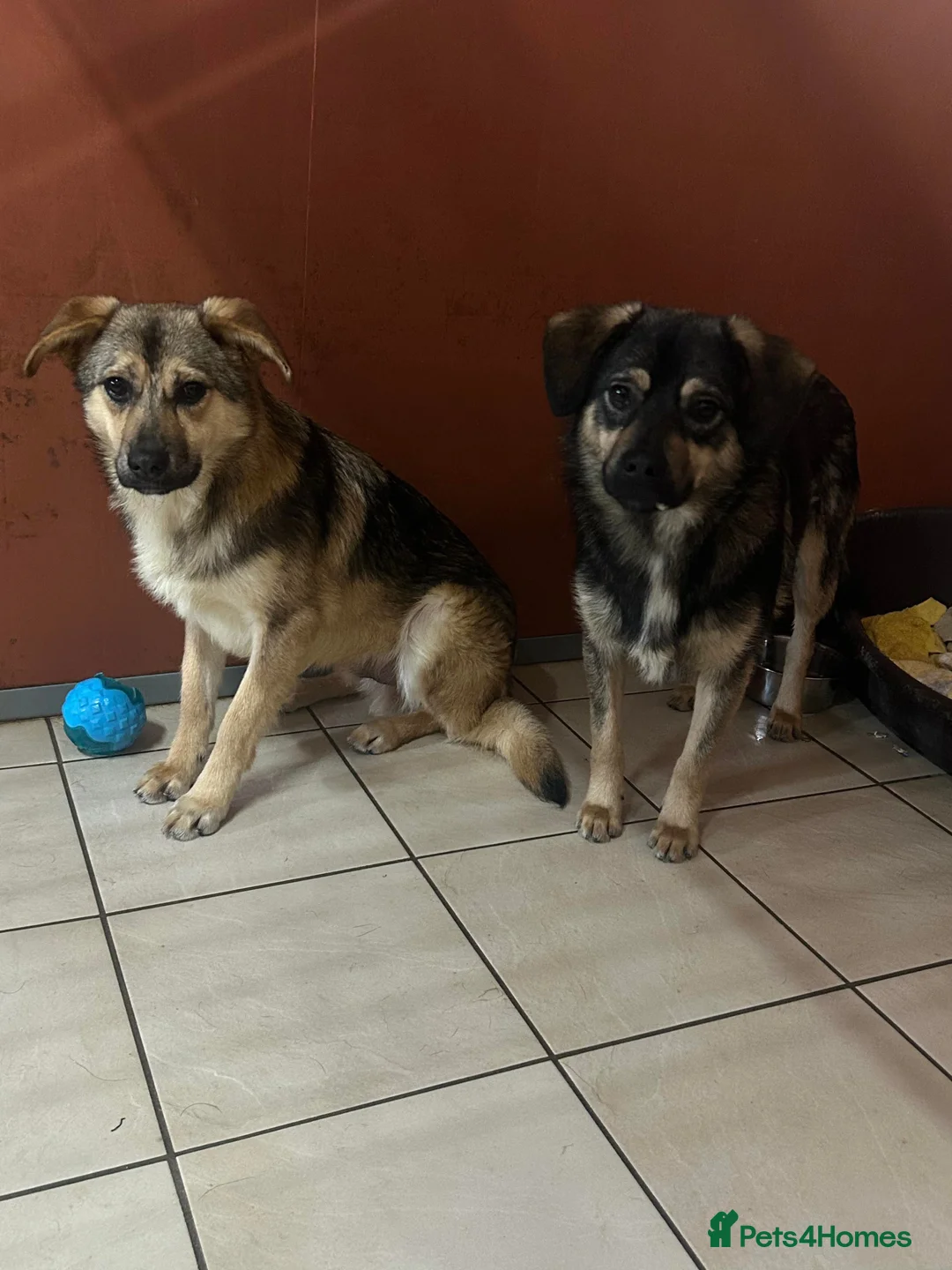 Mixed Breed dogs for adoption: Meet Isacc, currently residing in Cheshire  in Nantwich - Advert 2