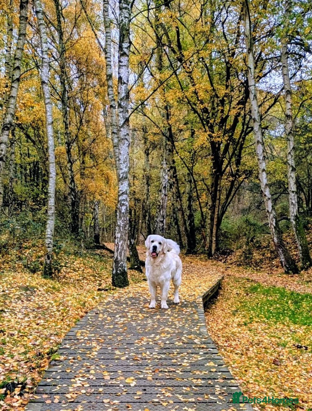 Golden Retriever dogs for stud: Gorgeous KC registered golden retriever Stud,  - Advert 2