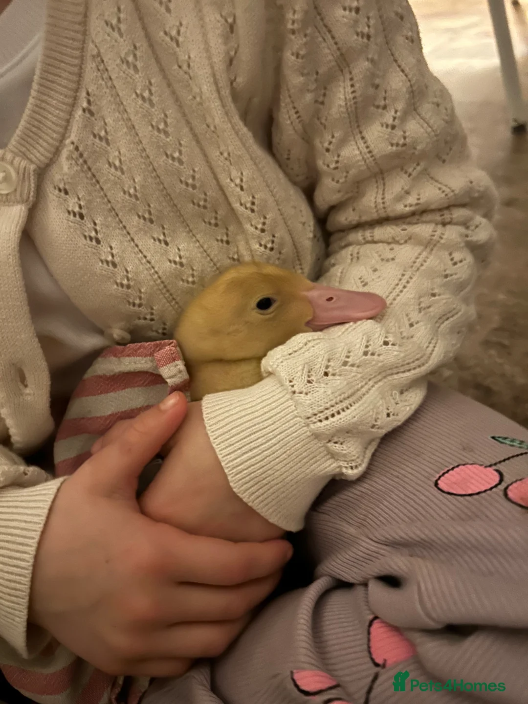 Ducks poultry for sale: 2/3 Pekin ducklings to go to loving home in Hastings - Advert 2