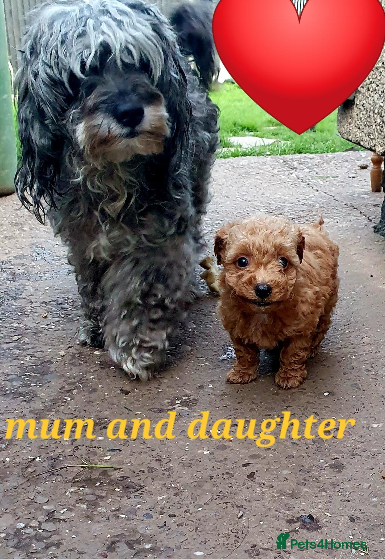 Maltipoo dogs for sale: F1 multipoo toy puppies  - Advert 2