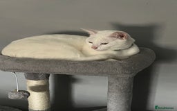 Mixed Breed cats for sale: Stunning white khao manee / British long hair  - Image 3