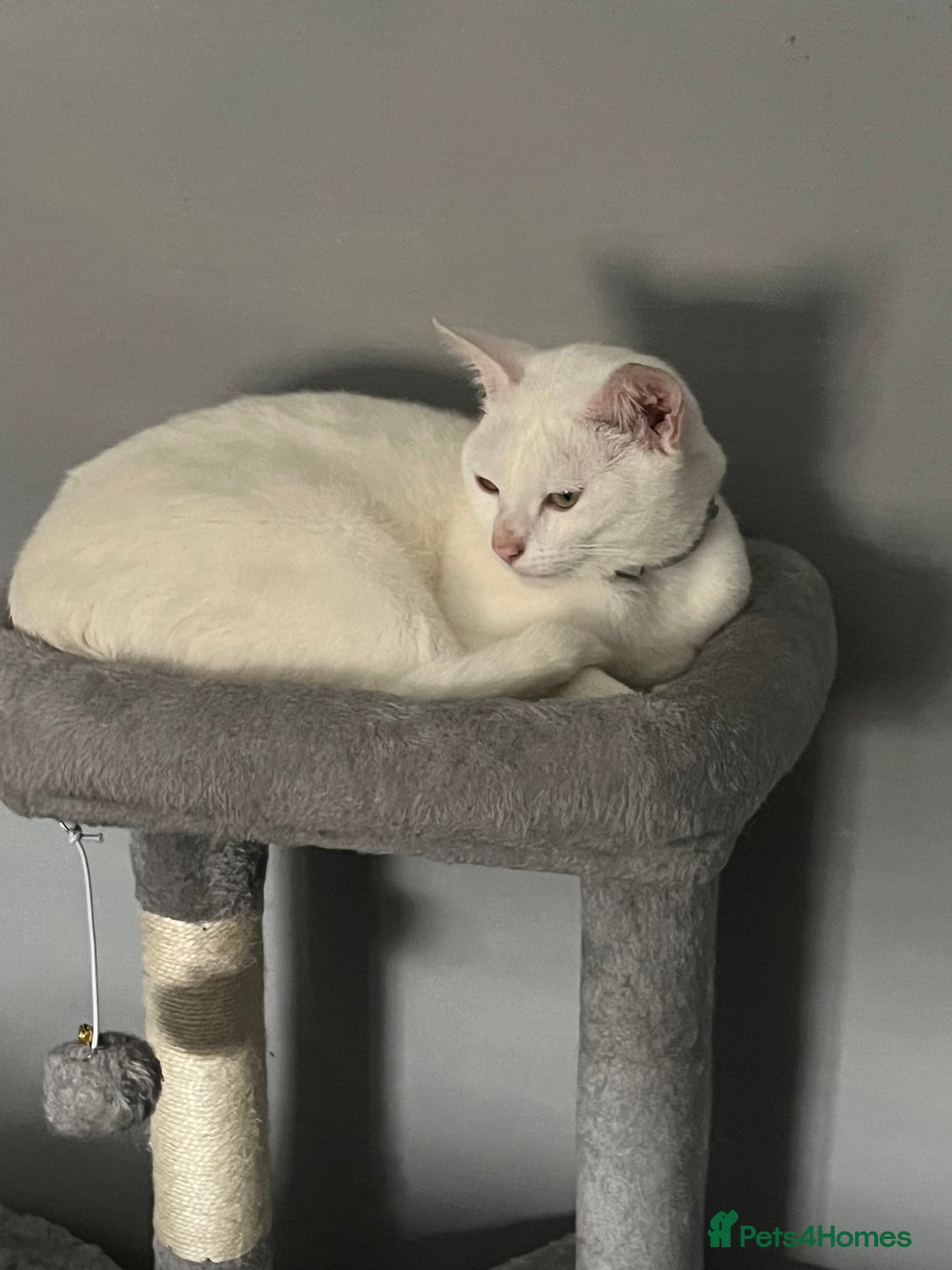 Mixed Breed cats for sale: Stunning white khao manee / British long hair  - Image 3