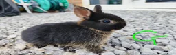 Netherland Dwarf rabbits for sale: Netherland dwarfs - Advert 3
