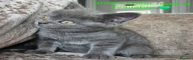 British Shorthair 1 green collar male