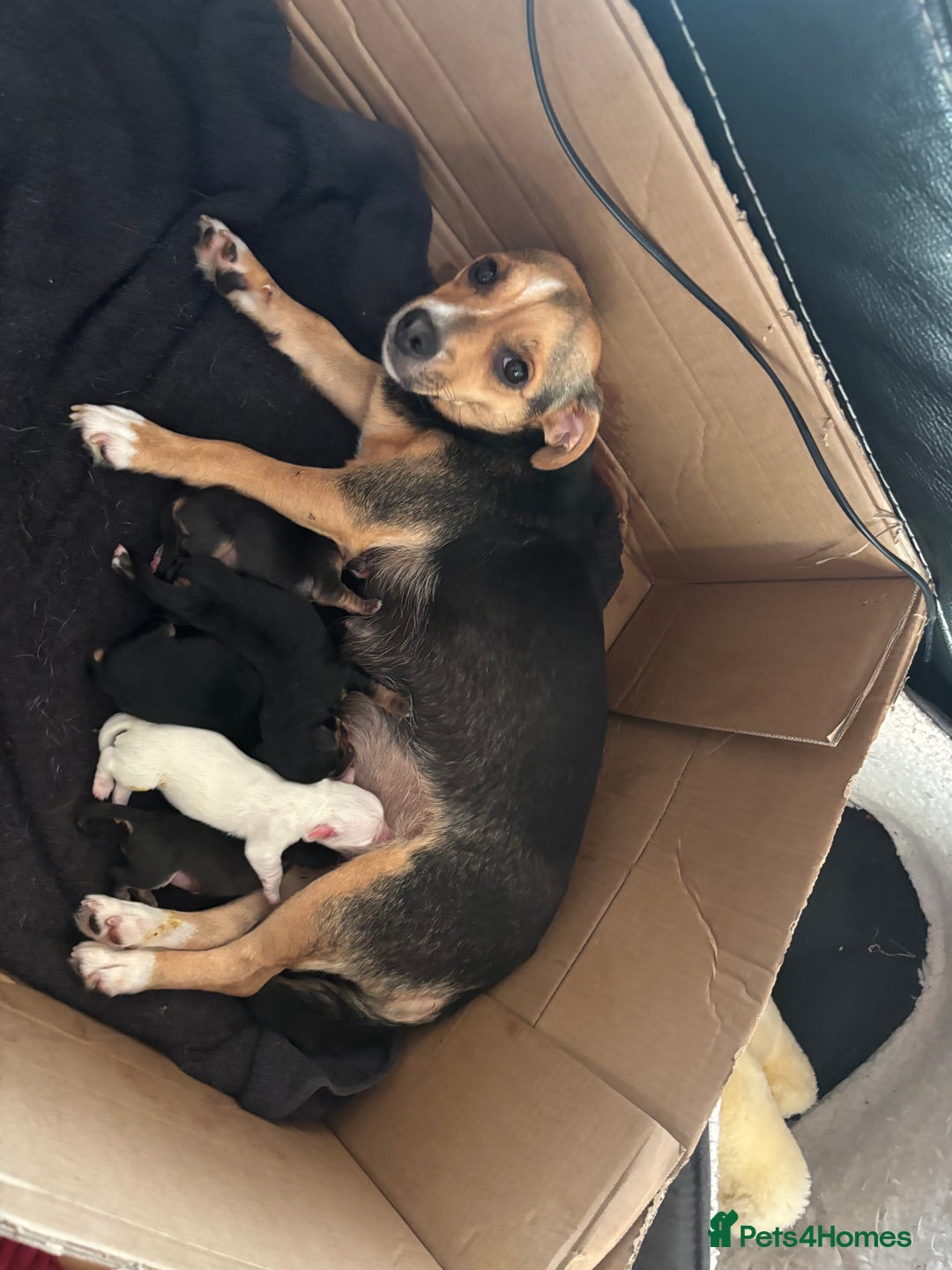 Mixed Breed dogs for sale: Jug and miniature dachshund mix pups - Image 7