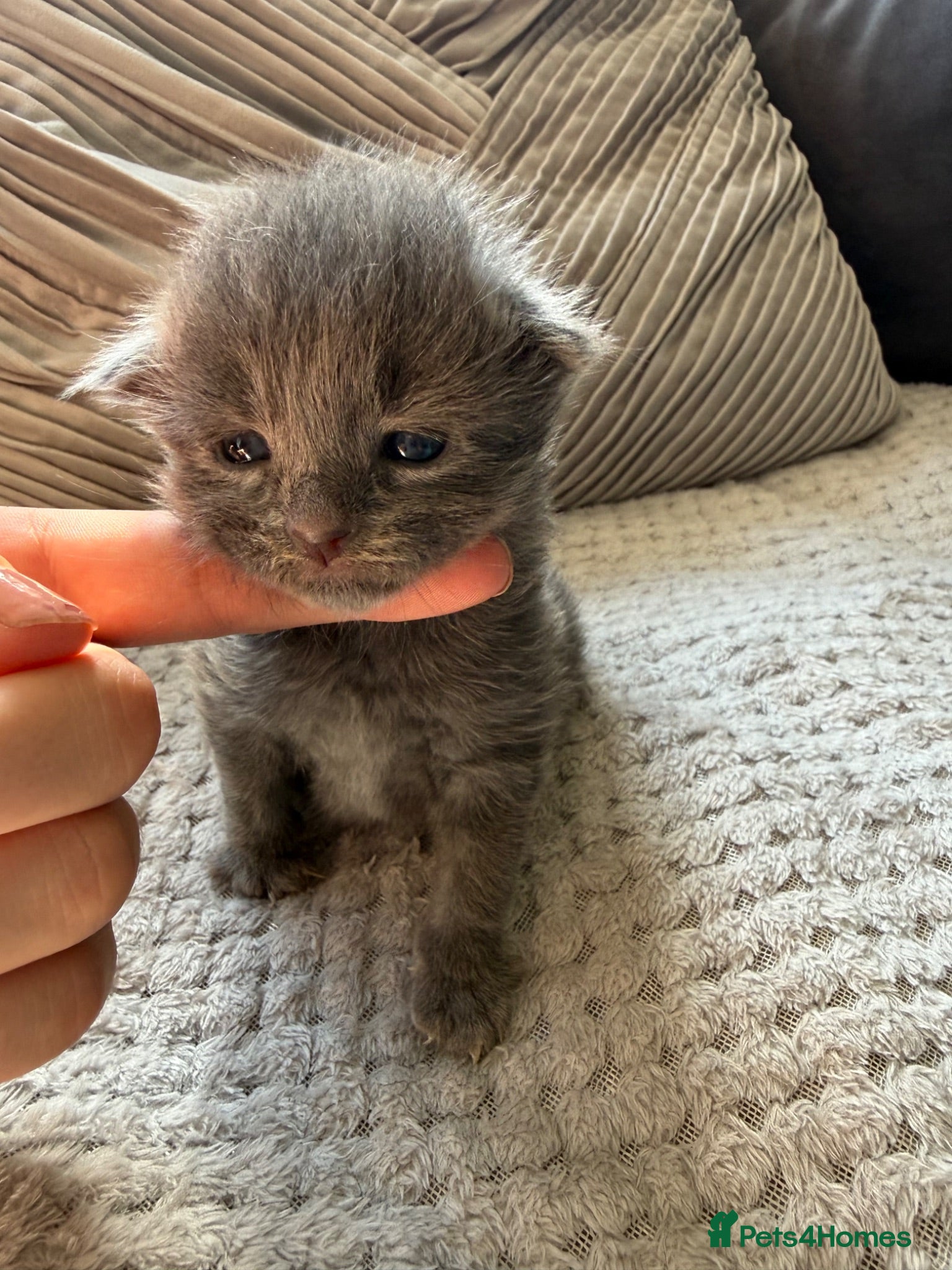 Mixed Breed cats ✨🐾Stunning domestic long haired kittens  - Advert 4
